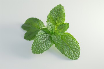 Poster - A single green leaf sits on a clean white surface, making for a simple and striking composition
