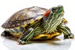 © Man888 - A solitary Red-Eared Slider turtle stretches out on a white background, its shell glistening as it soaks up the warm light, its eyes closed in relaxation.
