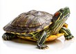 © Man888 - Turtle Basking in the Sun: Highlight a turtle sunbathing for a calm and composed photo. photo on white isolated background
