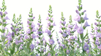 Wall Mural - A beautiful field of purple flowers under a clear white sky, suitable for use as a peaceful and serene background image