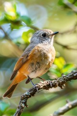 Poster - A small bird is sitting on the top of a tree branch, looking out into the distance