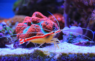 Wall Mural - Lysmata amboinensis -  One of the most popular marine shrimp in home aquariums