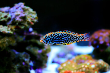 Canvas Print - Black spotted Leopard Wrasse  - (Macropharyngodon meleagris)