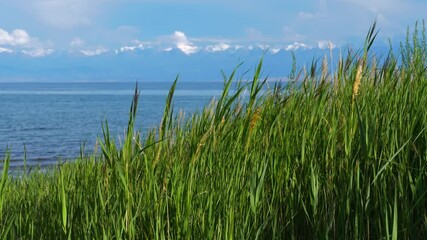 Poster - Lake shore with high green grass on summer day