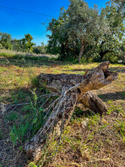 Sticker - stump on landscape with olive trees on the camino de santiago in portugal, the portuguese way, pilgrimage along the St James way