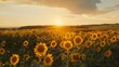 © Berkah - landscape of vast agricultural field with blooming yellow sunflowers in summer countryside during sunset.