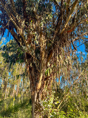 Canvas Print - eucaliptus tree in the forest