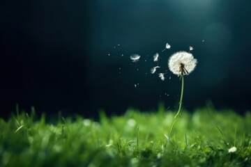 Poster - Grass flowers falling dandelion outdoors plant.