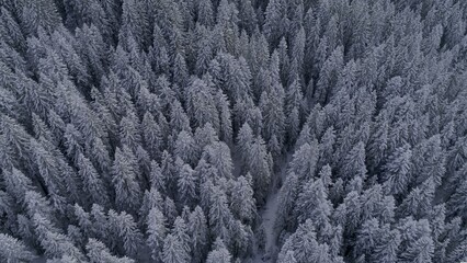 This image captures an aerial view of a dense coniferous forest blanketed in snow. The snow-covered trees stand closely together, creating a serene and monochromatic landscape. The uniformity of the f