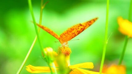 Wall Mural - 4K Butterfly flying concept. slow motion thai butterfly fly catching yellow flower on daytime. This butterfly is beautiful orange black color 