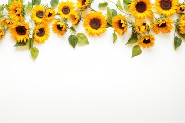 Poster - Flower backgrounds sunflower plant.