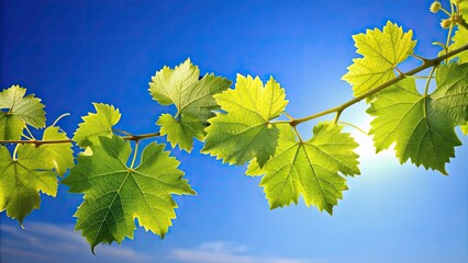 Canvas Print - Fresh grape leaves on a vine against a clear blue sky , nature, green, vineyard, agriculture, leaves, sunny, outdoors