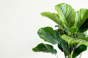 Wall Mural - Photo of a calathea plant with green leaves on a white background, in a floral and natural style. Close up view with an isolated white background.