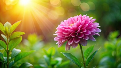 Sticker - Pink flower with beautiful background of green foliage and soft sunlight , bloom, petal, nature, floral, garden, vibrant