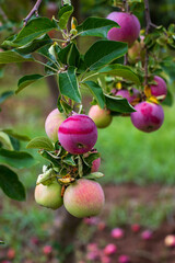 Wall Mural - close up of red apples on tree