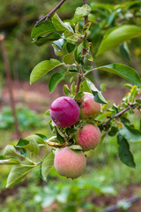 Wall Mural - close up of red apples on tree