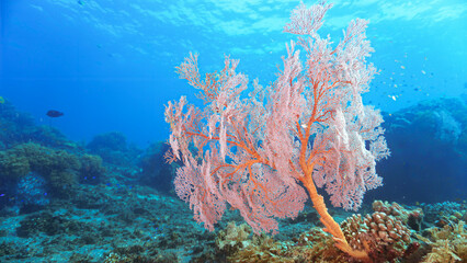 Wall Mural - Underwater photo of beautiful and colorful Gorgonians, sea fan corals. From a scuba dive in Bali, Indonesia, Asia.