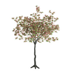 3d illustration of Ceiba speciosa tree isolated on transparent background