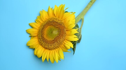 Sticker - sunflower flower