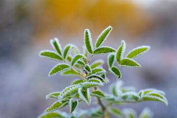 Wall Mural - Frost-covered rosehip leaves on a bush on a blurred background