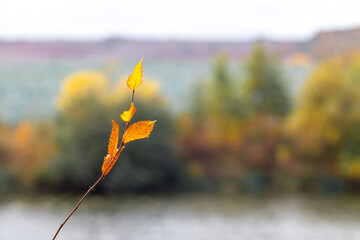 Wall Mural - A branch of a tree with yellow autumn leaves near the river on a blurred background