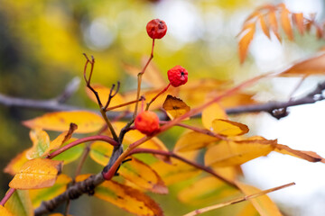 Wall Mural - Rowan branch with red withered berries and yellow leaves