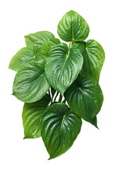 Wall Mural - The betel leaf isolated on transparent background.