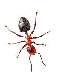 Wall Mural - A Red ant on transparent  background