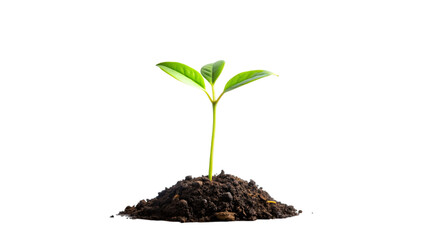 A young plant growing from soil on a white background