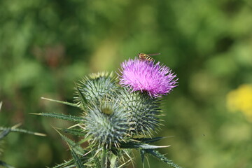 Wall Mural - Silybum marianum is a species of thistle. It has various common names including milk thistle, blessed milkthistle, Mediterranean milk thistle, variegated thistle and Scotch thistle. 