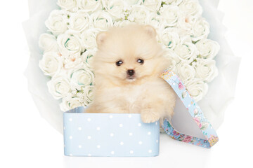 Canvas Print - Cream Pomeranian Spitz Puppy Sitting in Basket