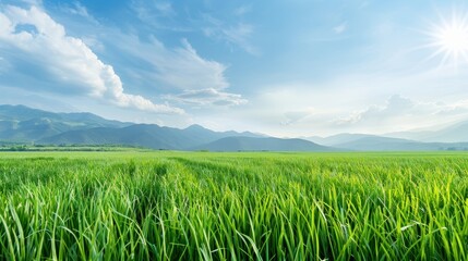 Wall Mural - a field of green grass with a clear blue sky in the background