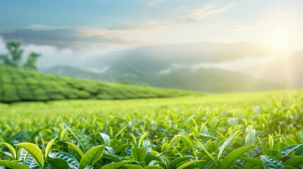 Wall Mural - a lush green field with a mountain in the background