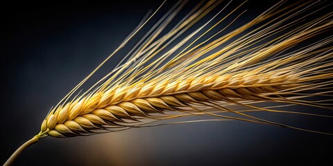 Canvas Print - Close up of a barley beard stalk against a dark background, barley, beard, stalk, isolated, dark, background, agriculture, plant