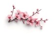 quince flower isolated on white background