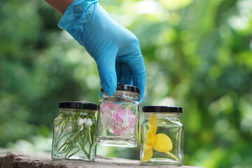 hand wears blue protective glove, hold transparent bottle jar that contain sample flower, pickled wi