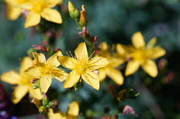 Wall Mural - The blooming St. John's wort flower. Medicinal herbs.