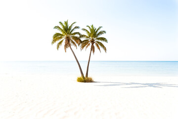 Wall Mural - Two Palm Trees on a White Sand Beach