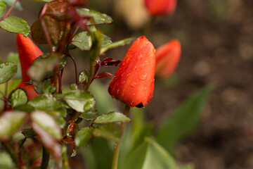 Closeup of a beautiful red tulip