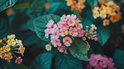 Wall Mural - Pink and yellow flowers of Lantana camara