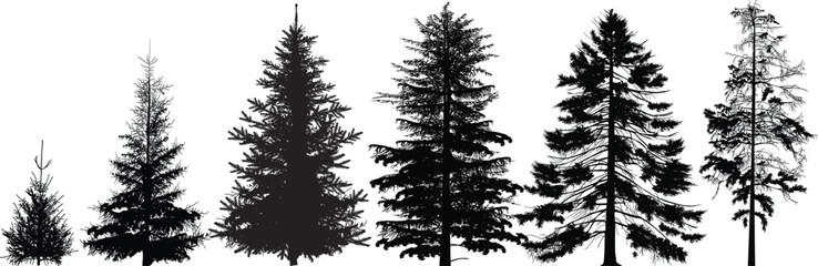 Wall Mural - set of six fir trees isolated on white