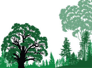 Wall Mural - large green oak tree in front of forest on white