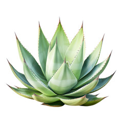Wall Mural - a side view agave cactus cut out transparent background