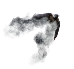 Poster - flying crow from dark grey smoke on white