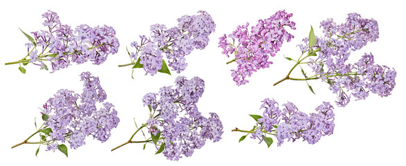 Wall Mural - seven violet blossoming lilac four branches with small green leaves