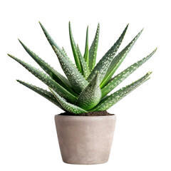 Wall Mural - a single one pot of aloe vera plant