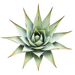 Wall Mural - a top view cut out decoration agave cactus plant transparent background.