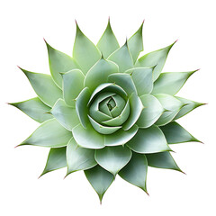 Wall Mural - a top view cut out decoration agave cactus plant transparent background.
