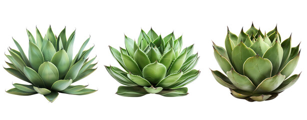 Wall Mural - side view agave cactus cut out set of three