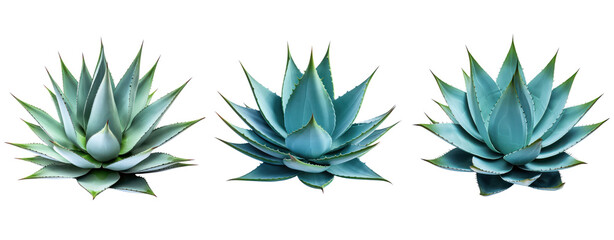 Wall Mural - side view agave cactus cut out set of three